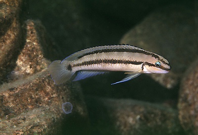 Telmatochromis vittatus 'Chituta Bay'